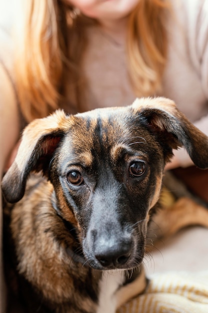 Free Photo close up dog sitting on owner