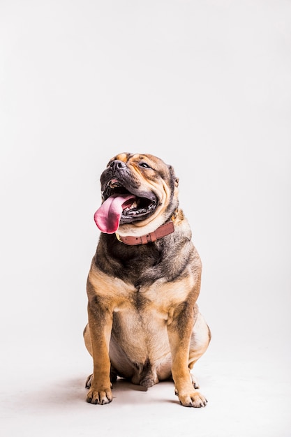 Free photo close-up of a dog sitting on white background