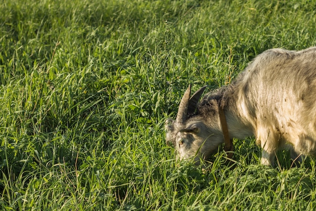 Free photo close-up domestic goat eating at farm