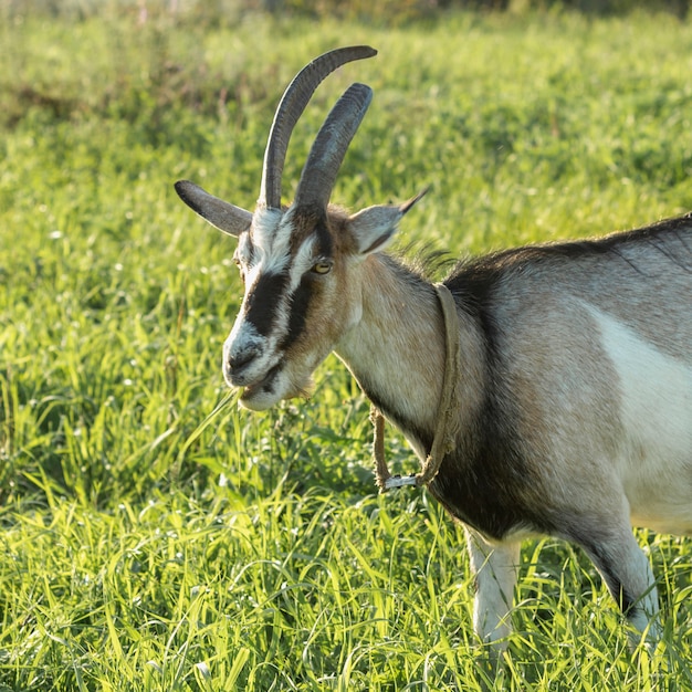 Free photo close-up domestic goat in nature