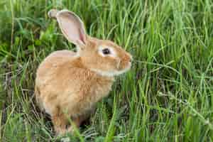 Free photo close-up domestic rabbit at farm