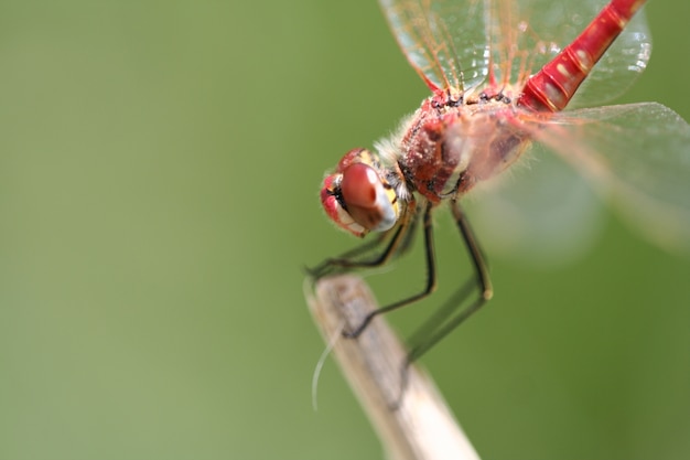 Close-up of a dragonfly on a twig