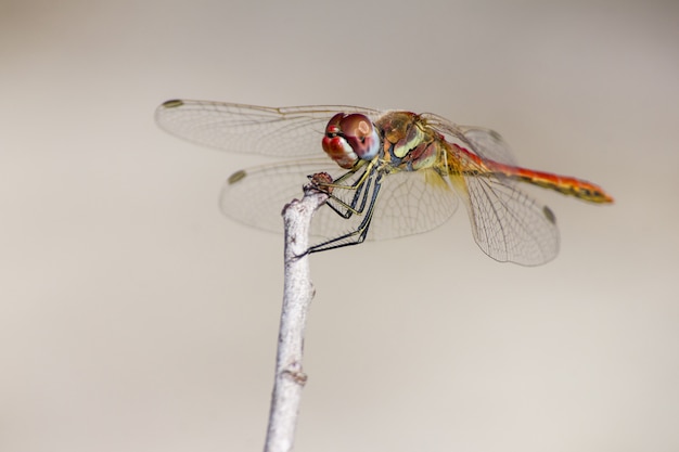 Close up of dragonfly on twig