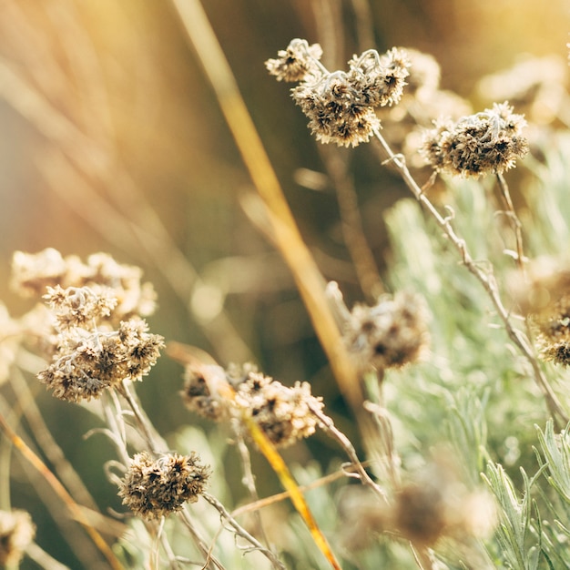 Close-up of dried flowers