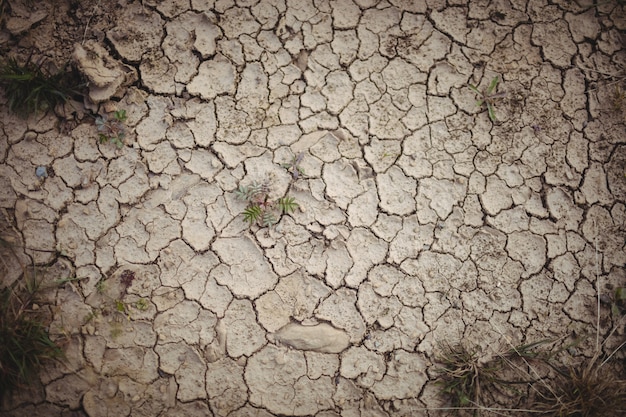 Free photo close-up of dry field