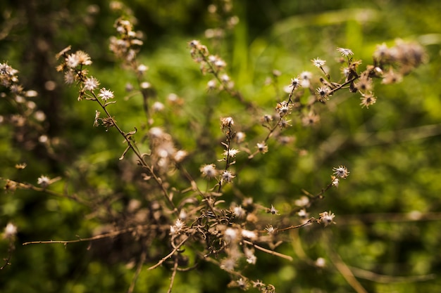 Free photo close-up of dry flowers