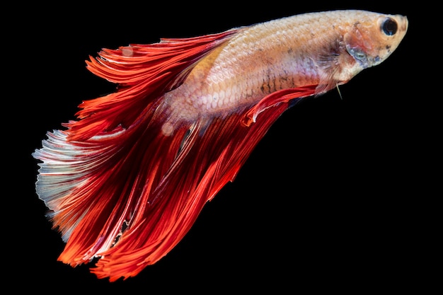 Close-up dumbo betta splendens fighting fish