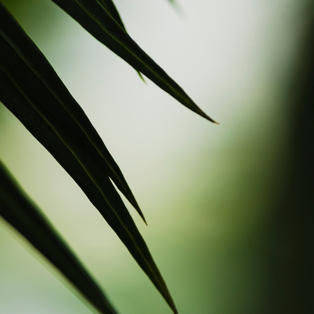 Free Photo close-up ends of palm leaf