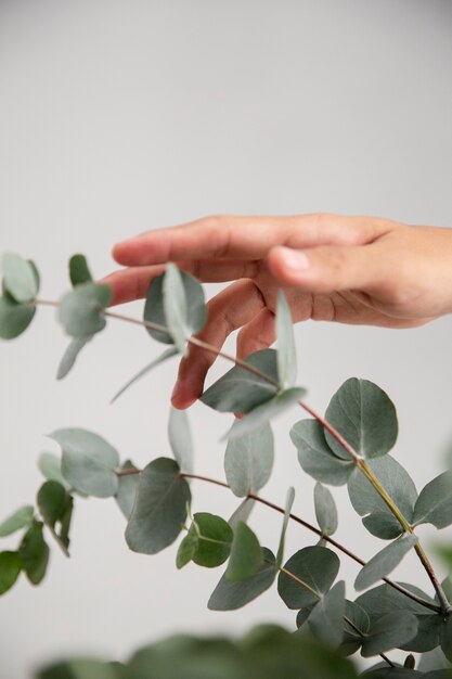 Close up on eucalyptus plant