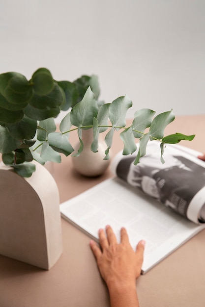 Free photo close up on eucalyptus plant