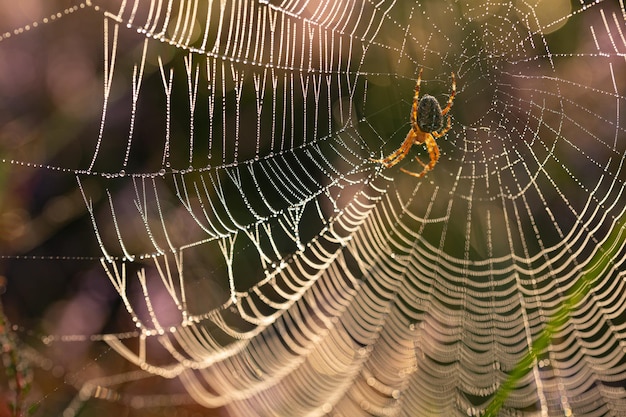 Free photo close-up of an european garden spider (cross spider, araneus dia