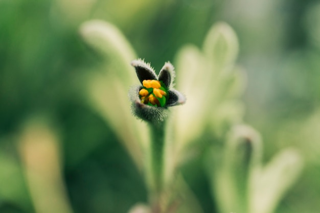 Close-up of exotic bud blooming