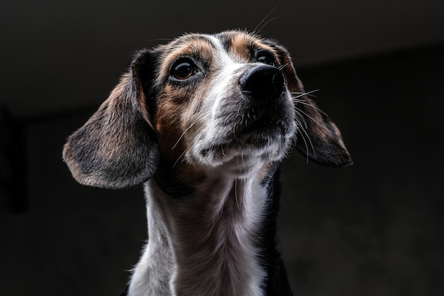 Free photo close-up face of a cute little beagle dog isolated on a dark background.