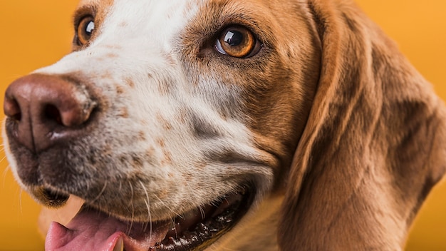 Free photo close-up face of happy little dog