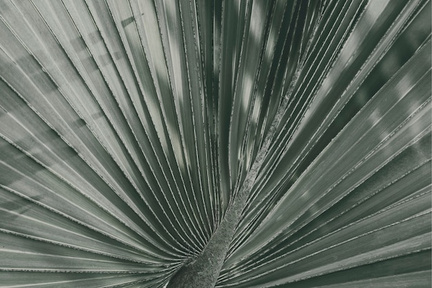 Free Photo close up of fan palm leaf textured background