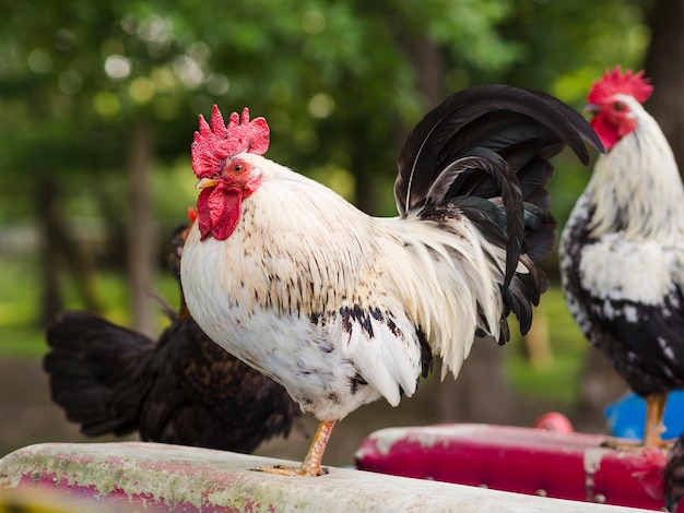 Close-up farm birds outdoors