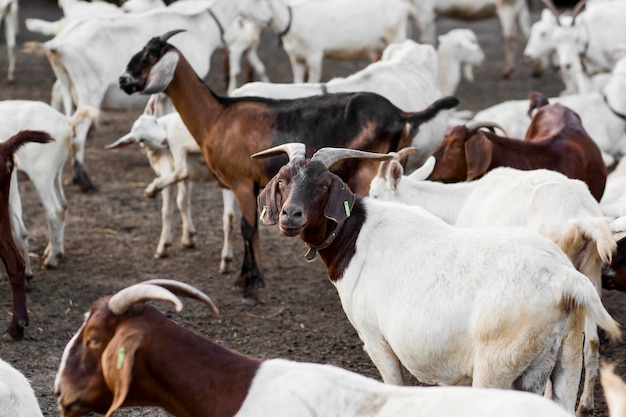 Free photo close-up farm with goats