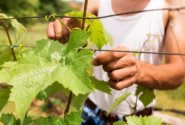 Close-up farmer working at grapevine