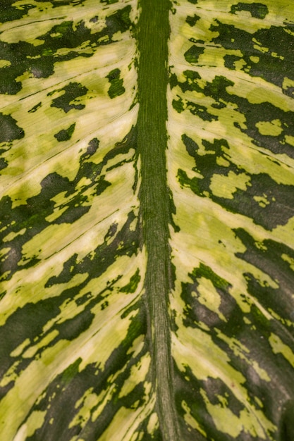 Free photo close-up of fascinating plant leaf