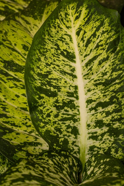 Free photo close-up of fascinating plant leaves