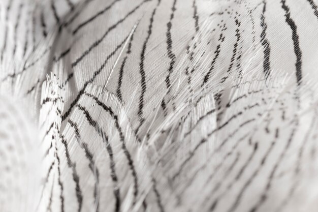 Close-up feathers with black lines