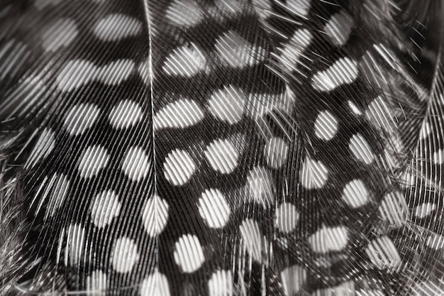 Close-up feathers with dots