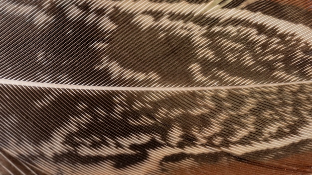 Close-up feathers with pattern