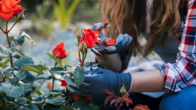 Free photo close-up of female gardener's hand trimming the red rose from the plant with secateurs