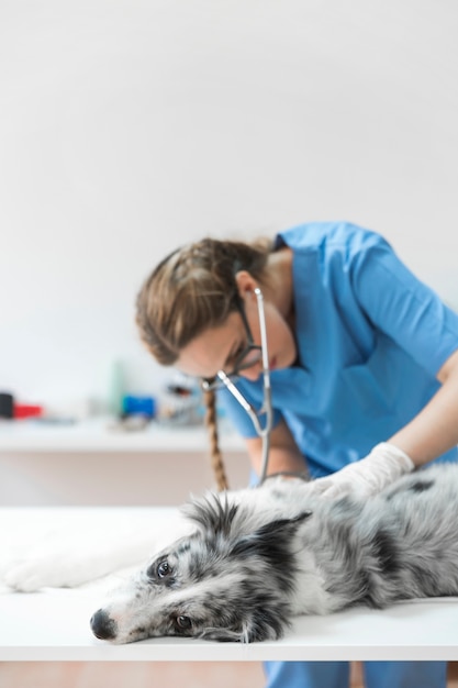 Free Photo close-up of a female veterinarian examining dog with stethoscope in clinic