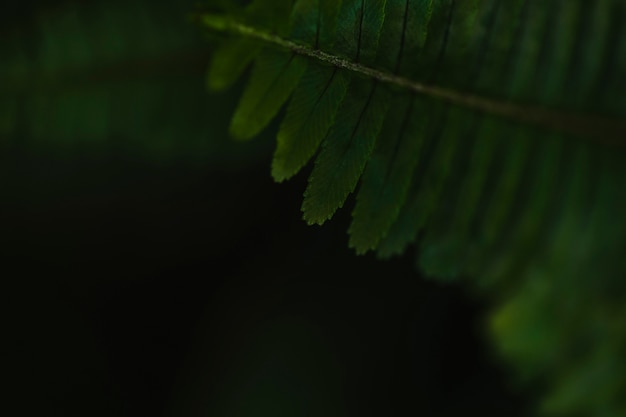 Close-up fern leaf