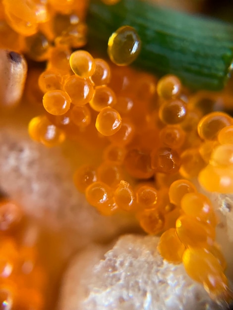 A close up of fish eggs with a green stem