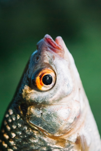 Close-up of fish's head against blurred background