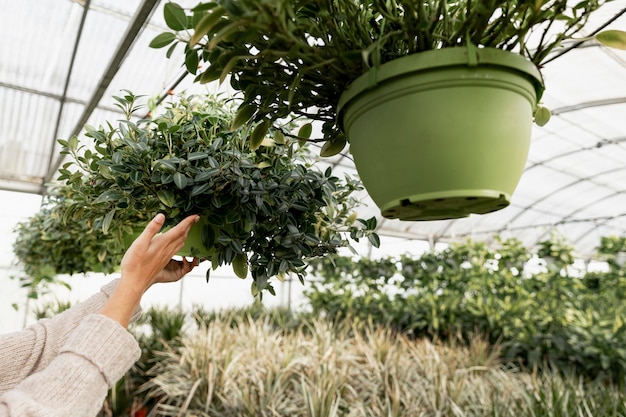 Close-up florist arranging flowerpots