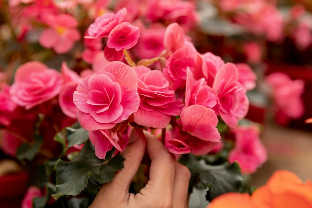 Close-up florist with pink flowers