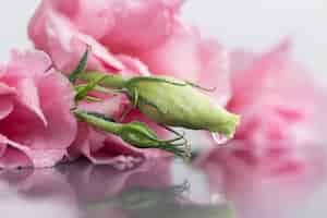 Free photo close-up flower bud with blurred background