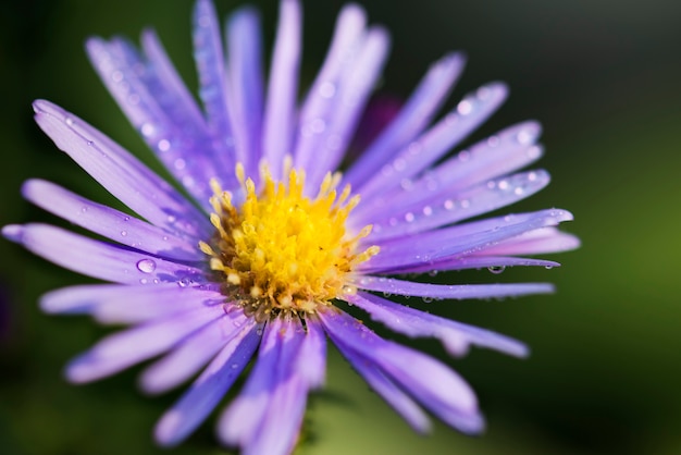 Free photo close up of flower in the garden