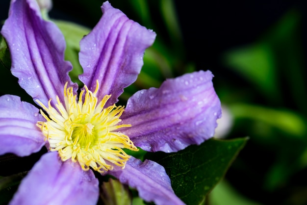 Free Photo close up of flower in the garden