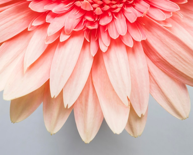 Free Photo close-up of flower petals