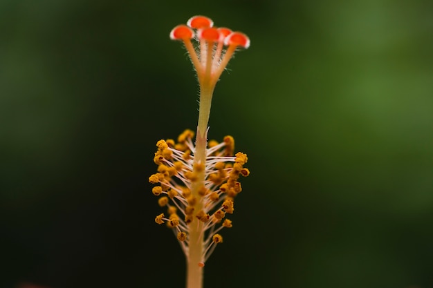 Free photo close-up flower pistils