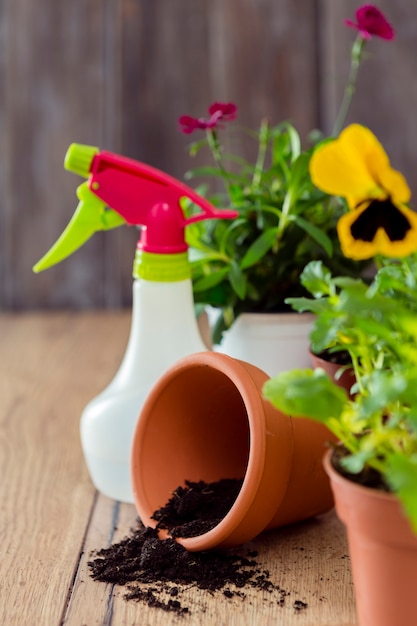 Close-up flower pot and plants