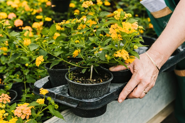 Free photo close up flower pots held in hand