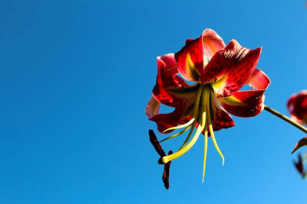 Close up flower with blue background