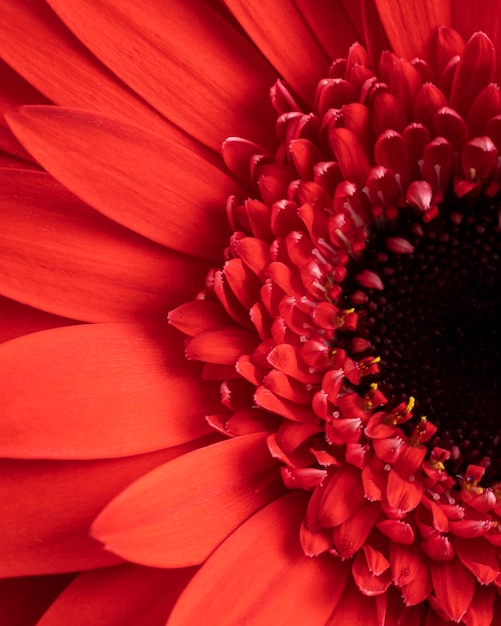 Close-up flower with red petals