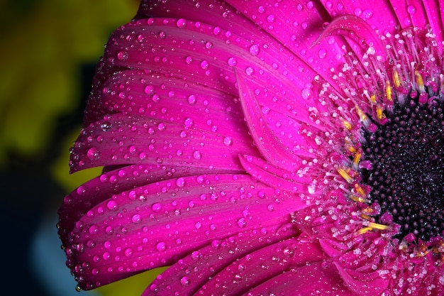 Close-up of flower with water droplets