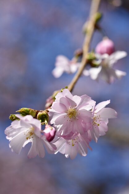 Close-up of flowering branch