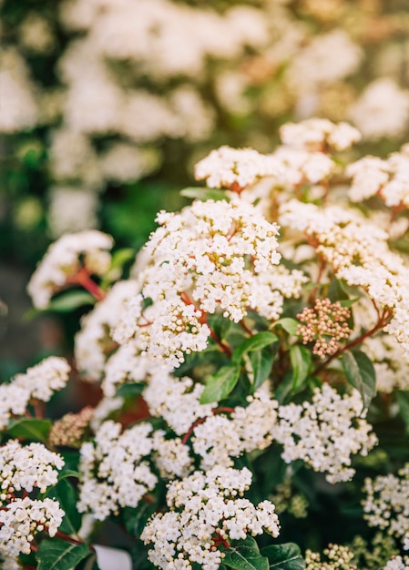 Free photo close-up of flowering shrub bridal wreath spirea