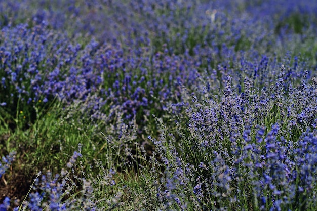 Close up of flowers in purple lavender field