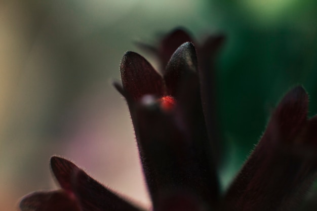 Close-up of flowers