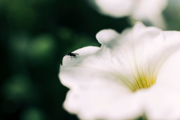 Free Photo close-up of a fly on white flower