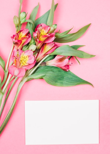 Free photo close-up of fresh beautiful alstroemeria flowers with buds near the blank white card on pink background